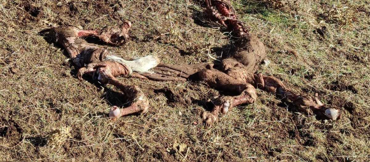 Restos de terneros muertos tras un ataque de buitres en Sieteiglesias de Tormes (Salamanca)