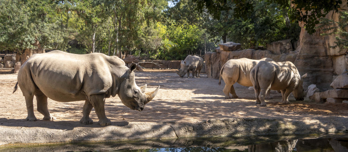 Imagen de archivo de unos rinocerontes en la sabana de Bioparc Valencia