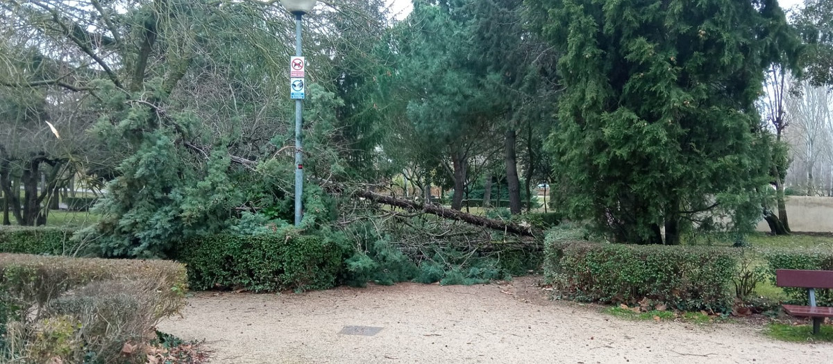 Árboles caídos en Salamanca, foto de archivo