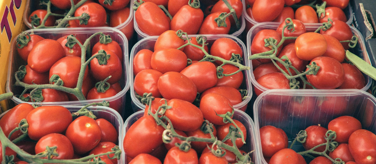 Bandejas de tomate cherry pera.
