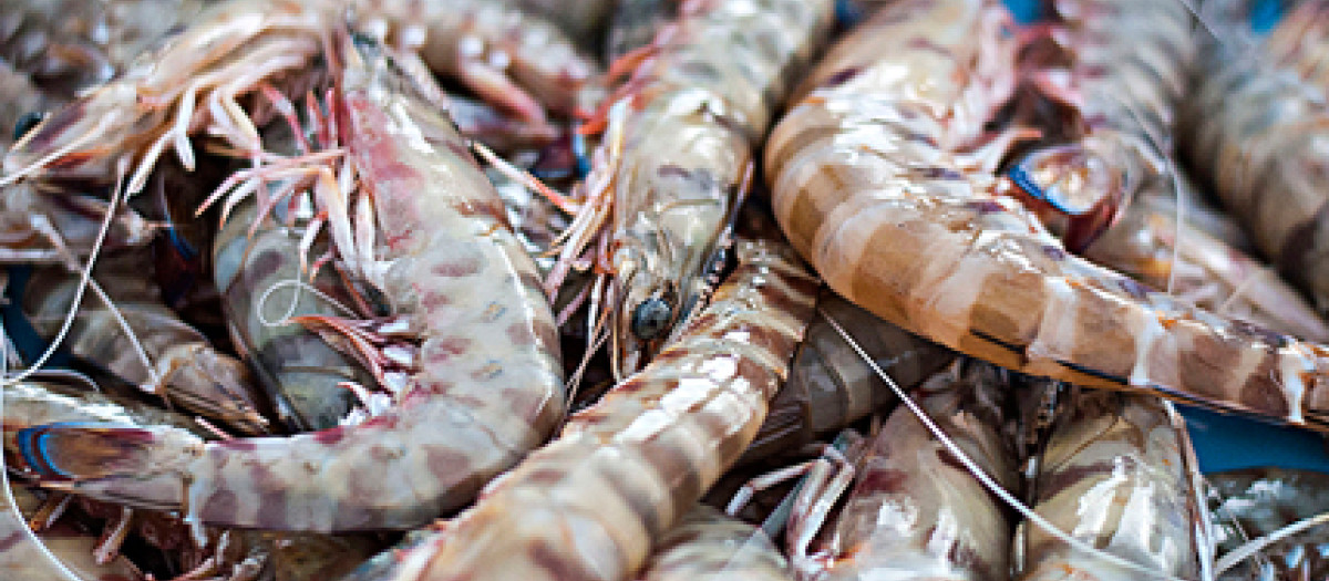 Langostinos de Sanlúcar