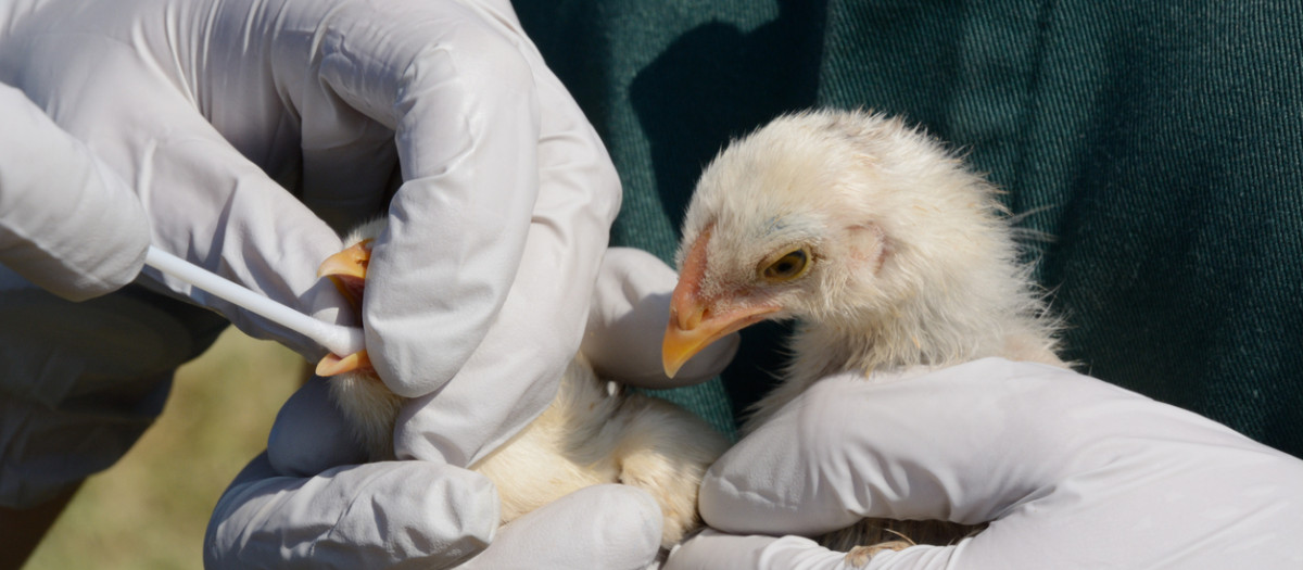 Toma de muestras de pollitos mestizos para detectar la gripe aviar