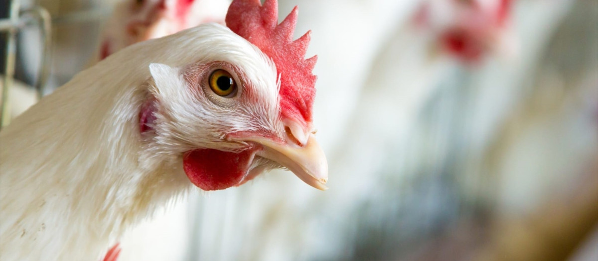 Imagen de archivo de una gallina en una granja