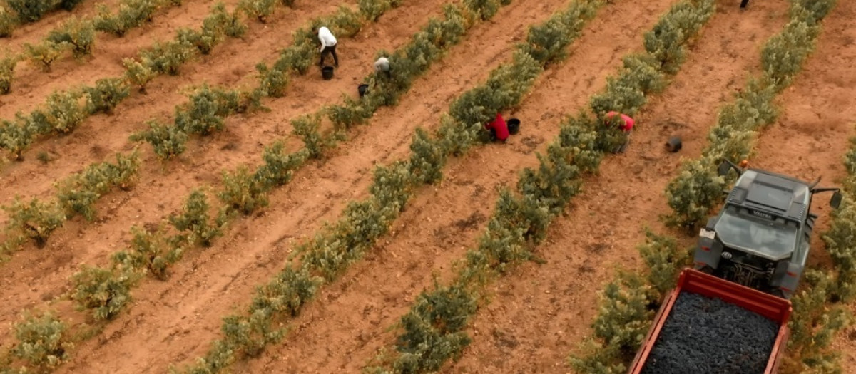 Trabajadores en el viñedo