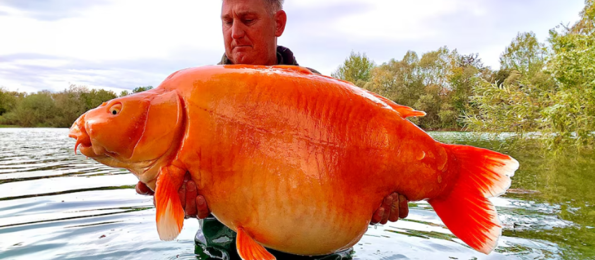 El pez dorado pescado en 2022, pesando 30 kilos
