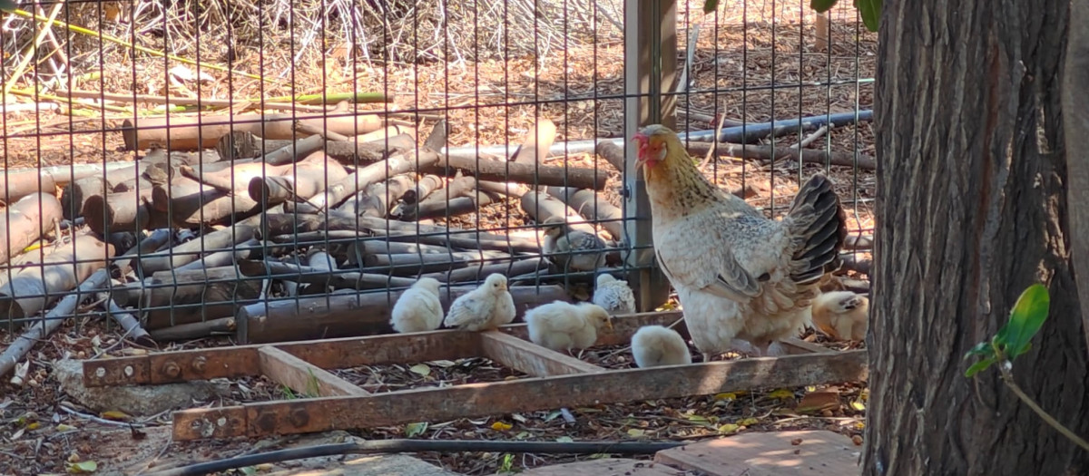 Imagen de un huerto con gallinas 'sin registrar' en un huerto privado de la Comunidad Valenciana