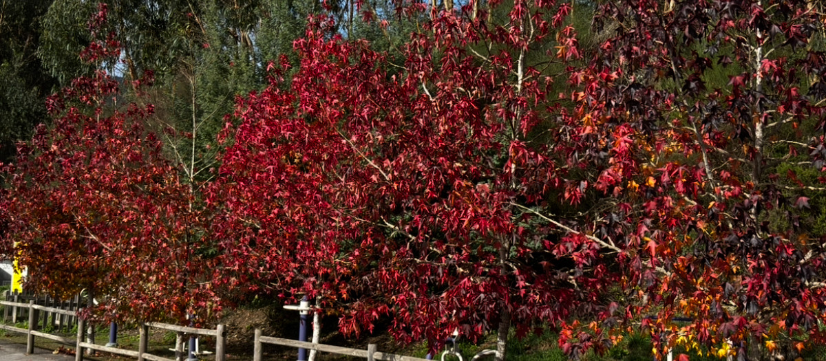 El plan perfecto para despedir el otoño en Galicia