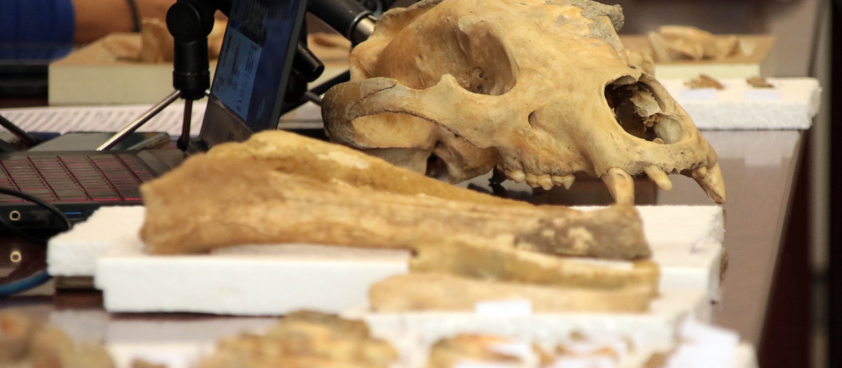 El delegado territorial de la Junta, Eduardo Diego. el coordinador del proyecto y paleobiólogo Darío Fidalgo, la profesora de Paleontología de la Universidad de León, Esperanza Fernández, y el profesor de Prehistoria de la ULE, Carlos Fernández presentan los resultados provisionales de la primera campaña de recuperación de restos de fauna del Cuaternario en cuevas de la provincia de León