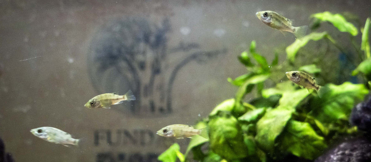 Imagen del pez tropical de agua dulce en peligro de extinción en Bioparc Valencia