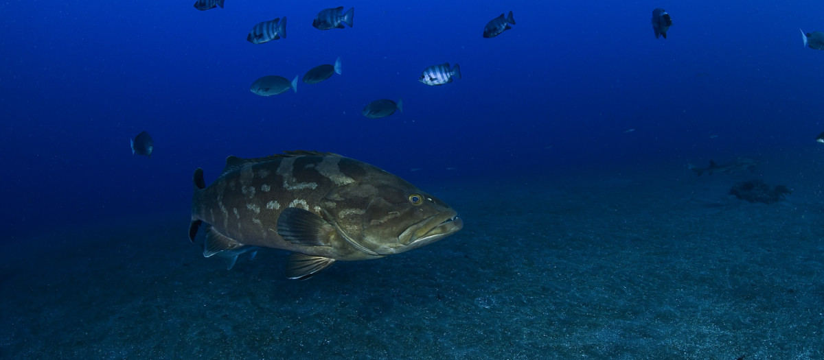 Pez mero de dientes largos nadando en la zona de Tateyama, Japón