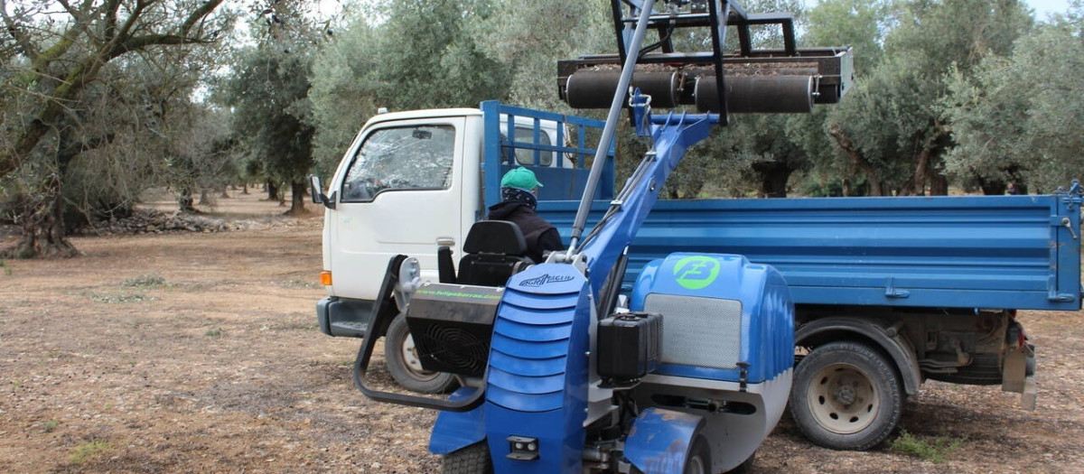 Imagen de un camión durante la recogida de aceituna

REMITIDA / HANDOUT por LA UNIÓ
Fotografía remitida a medios de comunicación exclusivamente para ilustrar la noticia a la que hace referencia la imagen, y citando la procedencia de la imagen en la firma
24/11/2025