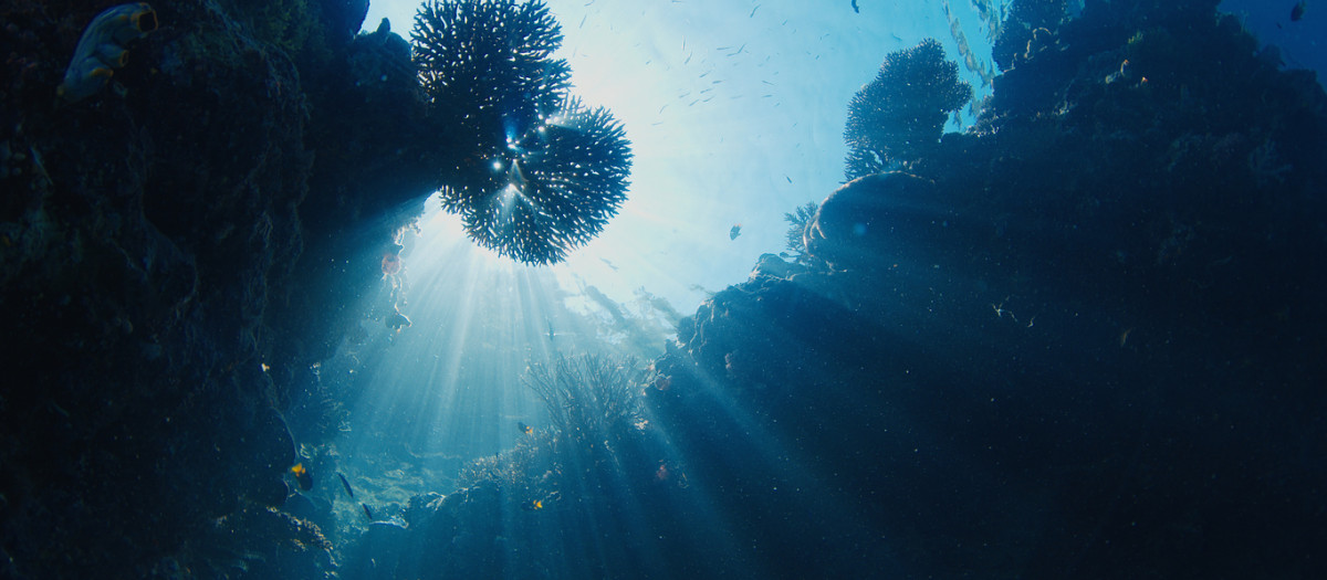 Arrecife de coral en el mar tropical de Indonesia