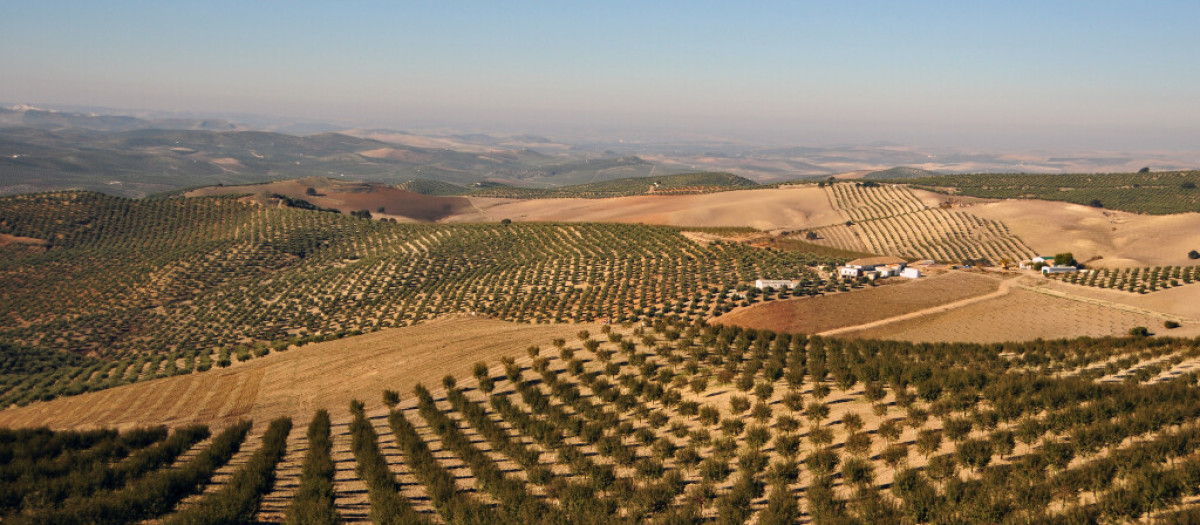 Campiña cordobesa
