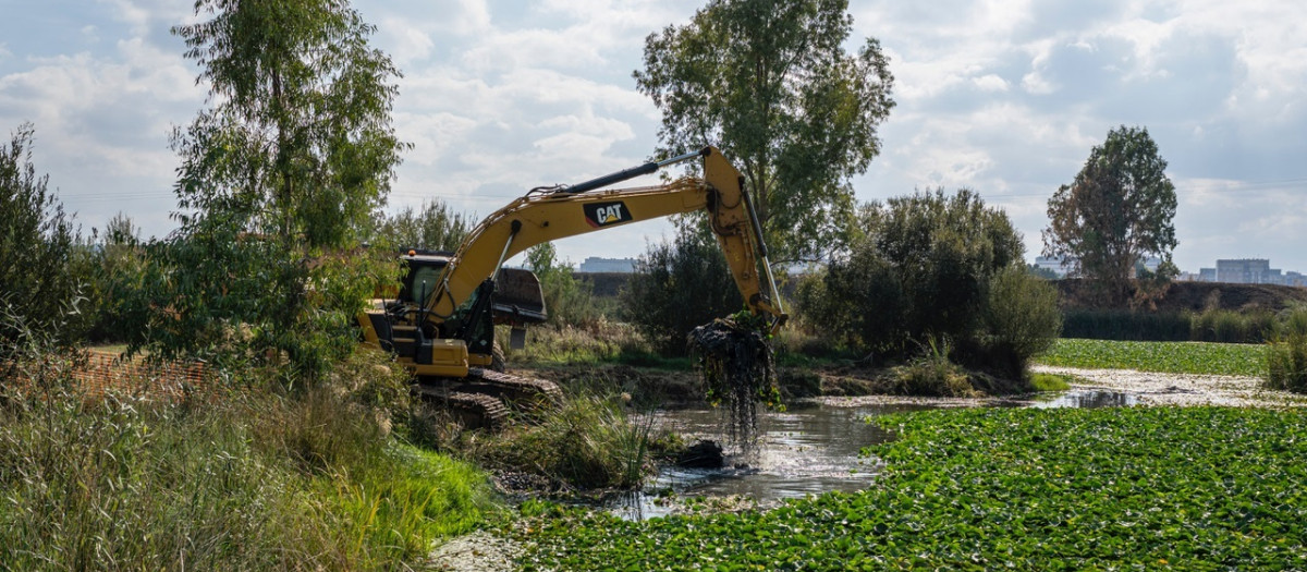 Retirada del nenúfar con maquinaria.