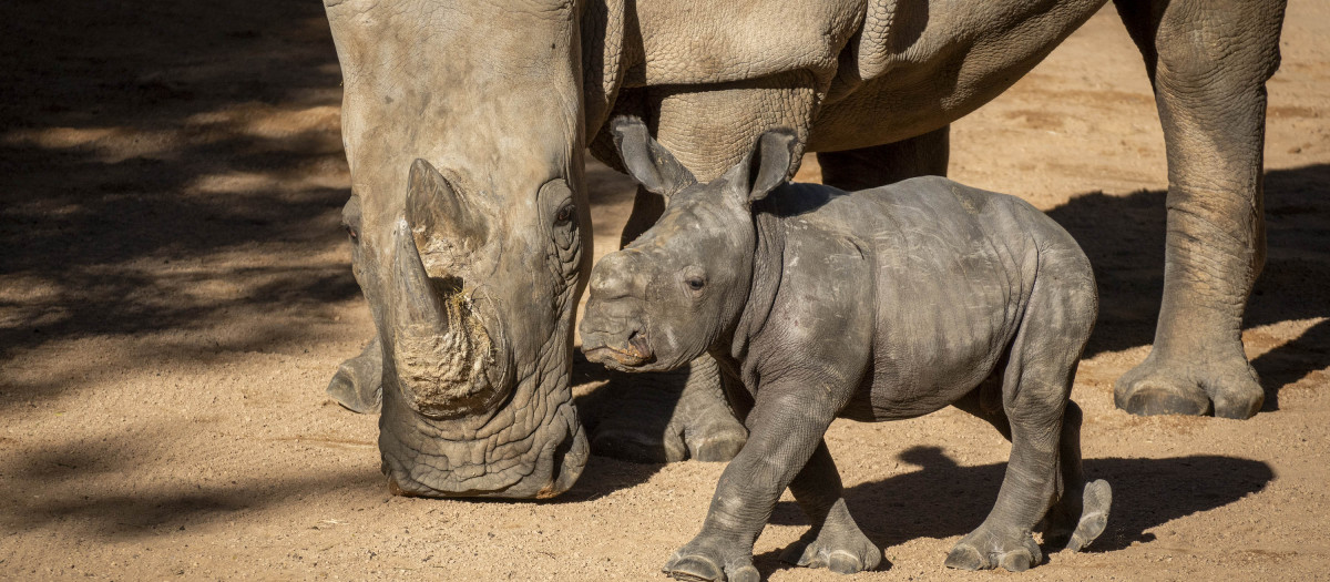 Imagen del bebé rinoceronte junto a su madre en la zona exterior