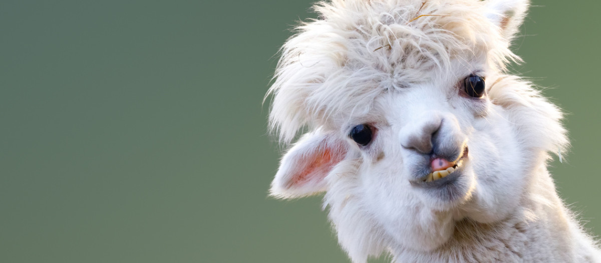 Imagen de una llama que se caracteriza por lanzar escupitajos para defenderse o marcar territorio