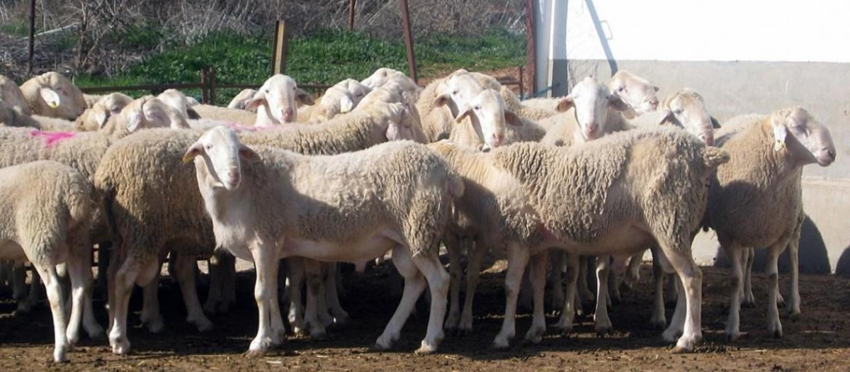 (Foto de ARCHIVO)
C-LM lanza una ayuda excepcional de 4,6 millones para explotaciones ganaderas afectadas por el serotipo 3 de lengua azul

REMITIDA / HANDOUT por JCCM
Fotografía remitida a medios de comunicación exclusivamente para ilustrar la noticia a la que hace referencia la imagen, y citando la procedencia de la imagen en la firma
15/4/2025