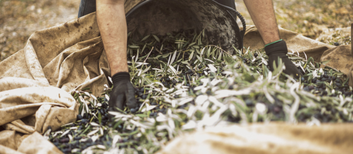 Real images of work day of men collecting black olives for produce olive oil