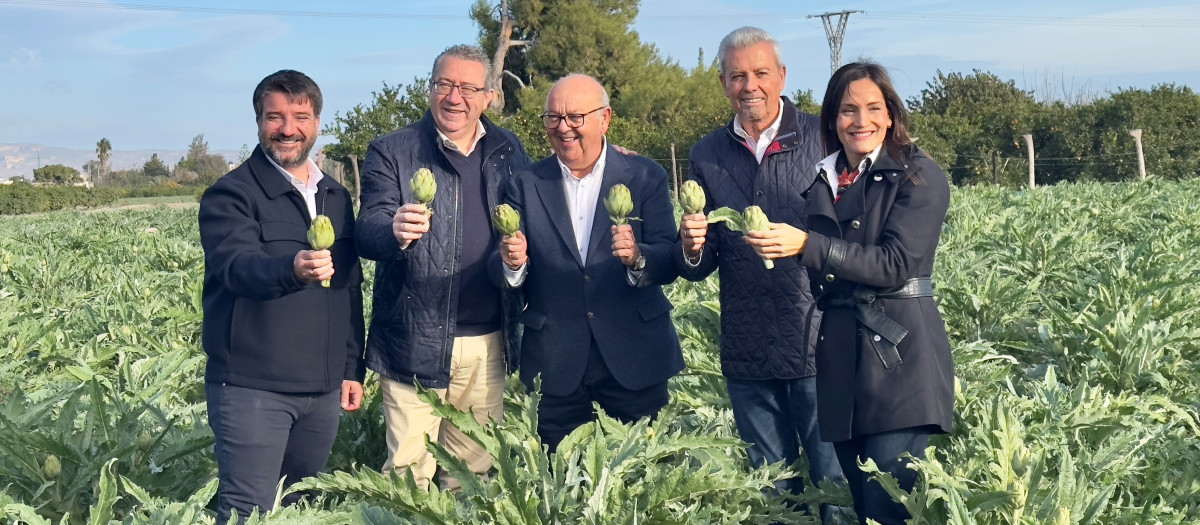 Inicio de la campaña de recolección de la alcachofa de la Vega Baja