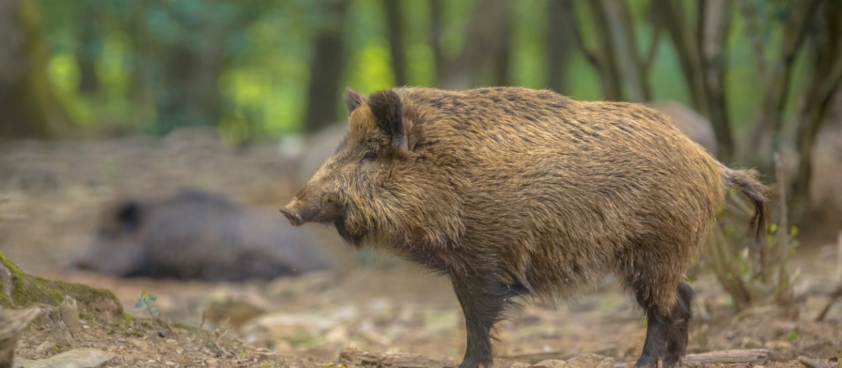 Jabalí en el campo
