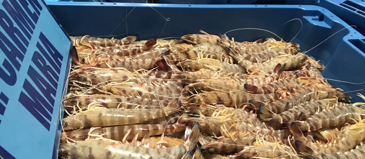 Langostinos de Sanlúcar en la lonja