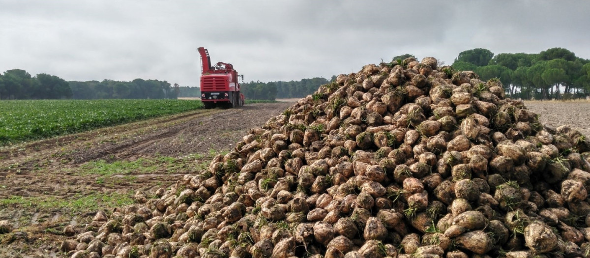 Cultivo de la remolacha azucarera