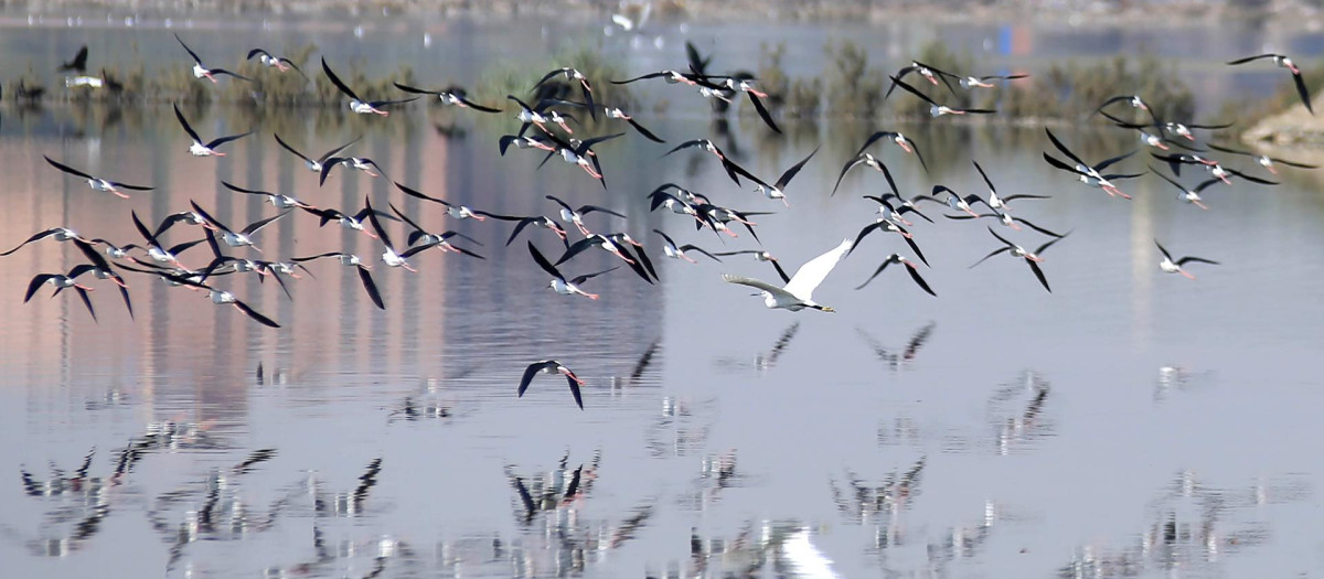 Una bandada de aves migratorias vuela sobre un lago artificiar