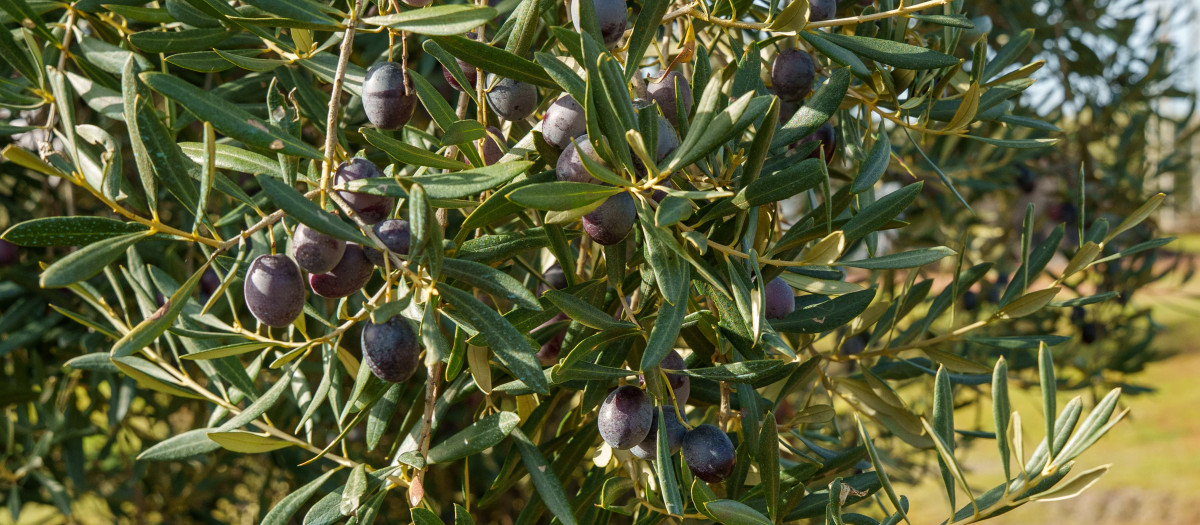 Imágenes de campos de olivos en las sierras andaluzas.