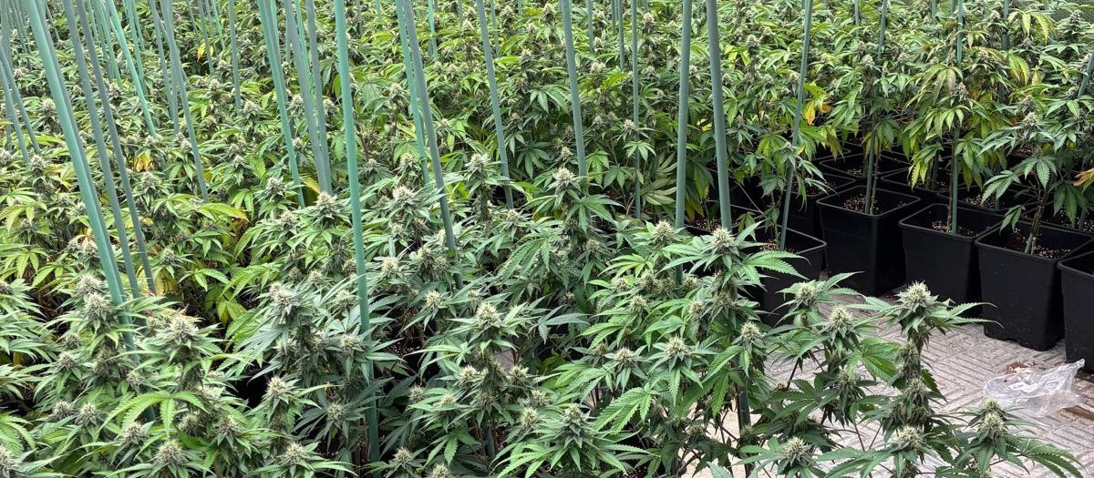 Plantación de marihuana en Olías.

REMITIDA / HANDOUT por POLICÍA NACIONAL
Fotografía remitida a medios de comunicación exclusivamente para ilustrar la noticia a la que hace referencia la imagen, y citando la procedencia de la imagen en la firma
11/12/2025