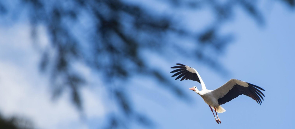 Cigüeñas en la Comunidad de Madrid