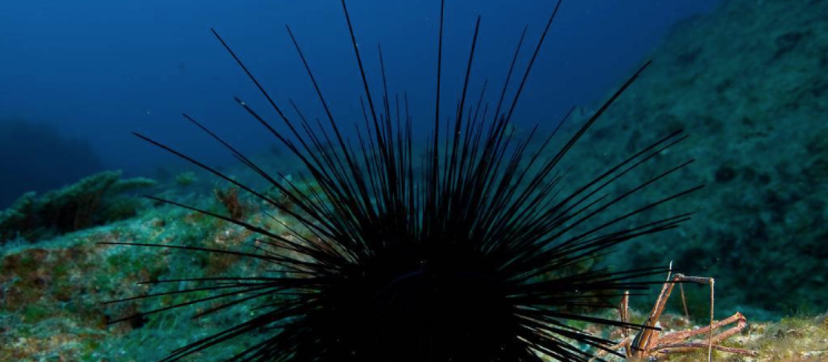 Ejemplar del erizo de mar Diadema africanum