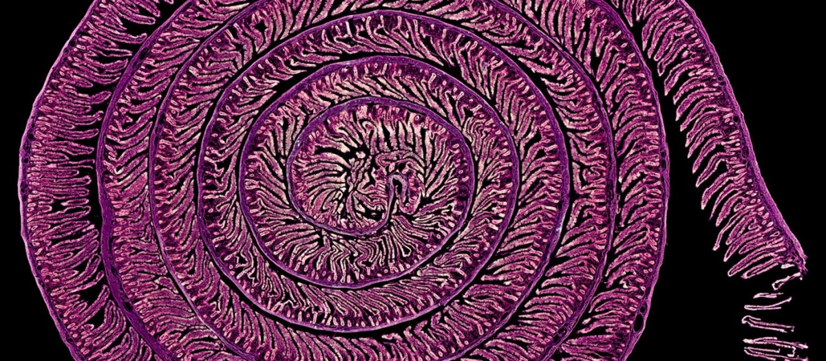 ‘Uzumaki’, de Daniel García Ovejero y Javier Mazarío Torrijos, muestra una imagen de intestino de rata dispuesta en espiral.

REMITIDA / HANDOUT por DANIEL GARCÍA OVEJERO Y JAVIER MAZARÍO TORRIJOS
Fotografía remitida a medios de comunicación exclusivamente para ilustrar la noticia a la que hace referencia la imagen, y citando la procedencia de la imagen en la firma
18/12/2025