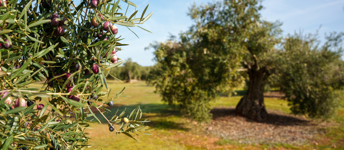 Imágenes de campos de olivos en las sierras andaluzas