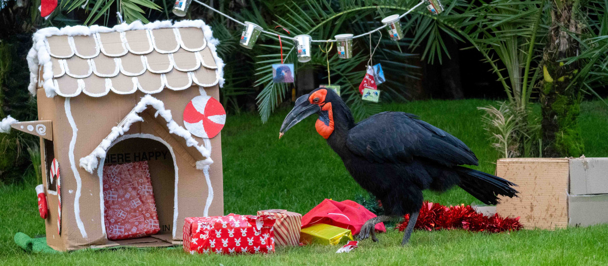 Acciones de enriquecimiento ambiental de Navidad en Bioparc Valencia