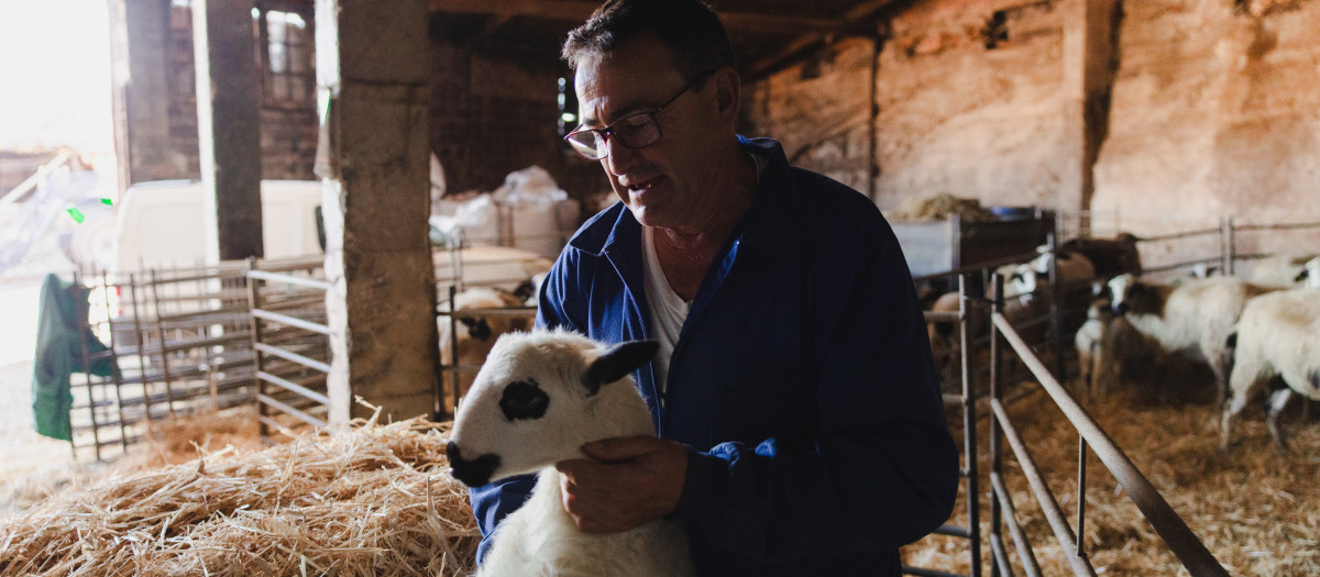 Un lechazo de Castilla y León, en Cubillo de Ojeda