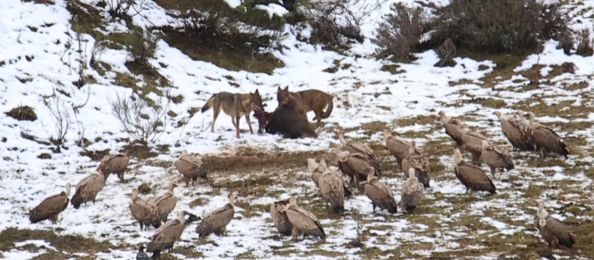 Lobos y buitres se disputan un jabalí muerto en León