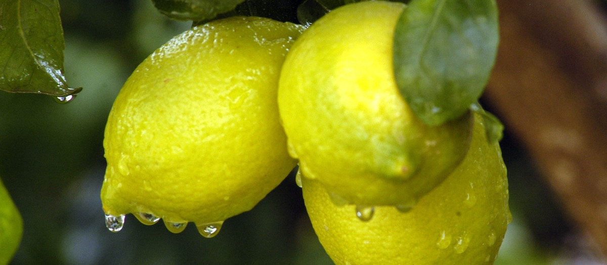Limones en el árbol