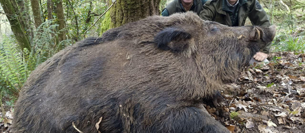 SANTIAGO DE COMPOSTELA, 14/01/2026.- La población de jabalíes ha crecido en Galicia en las últimas décadas y con ella la de sus ejemplares más descomunales, los 'vakamulos', superjabalíes de hasta 200 kilos de peso que, pese a moverse por zonas inhóspitas y más alejadas de la actividad humana, también provocan daños en el campo. EFE/Serén Ramos SOLO USO EDITORIAL/SOLO DISPONIBLE PARA ILUSTRAR LA NOTICIA QUE ACOMPAÑA (CRÉDITO OBLIGATORIO)