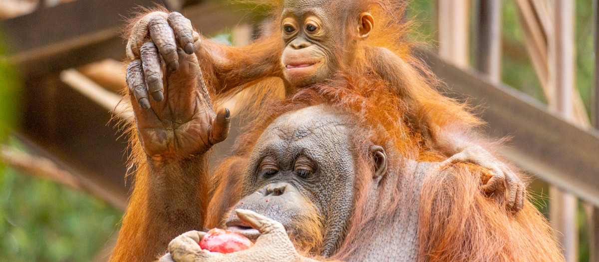 Imagen de unos orangutanes en Bioparc Fuengirola