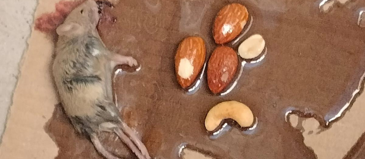 Una rata en el municipio valenciano de Silla