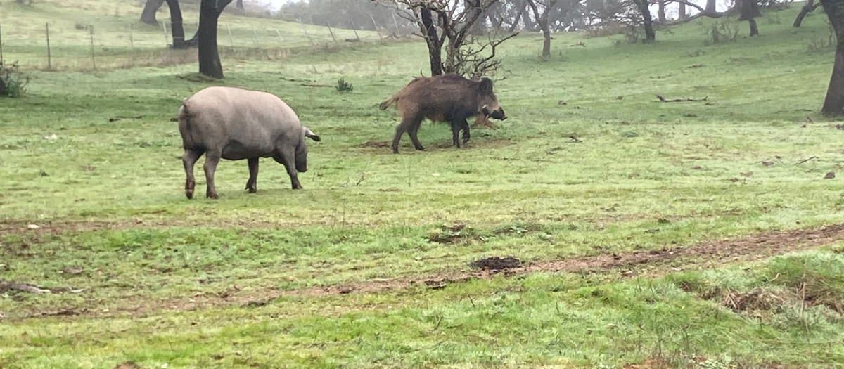 Un cerdo y un jabalí, en la provincia de Córdoba