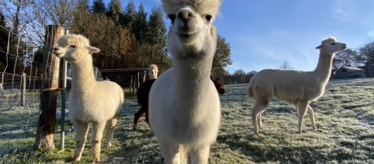 Granja de alpacas en Galicia