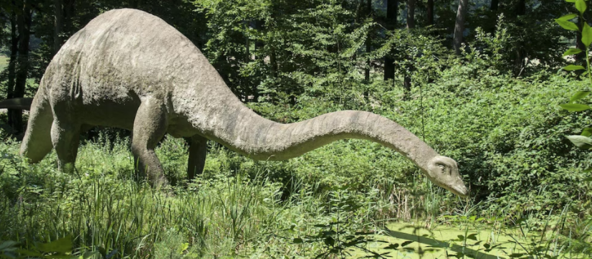 Ilustración de un diplodocus