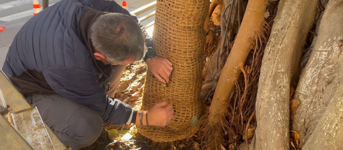 Trabajos en ficus en Sevilla

REMITIDA / HANDOUT por AYUNTAMIENTO DE SEVILLA
Fotografía remitida a medios de comunicación exclusivamente para ilustrar la noticia a la que hace referencia la imagen, y citando la procedencia de la imagen en la firma
18/1/2026