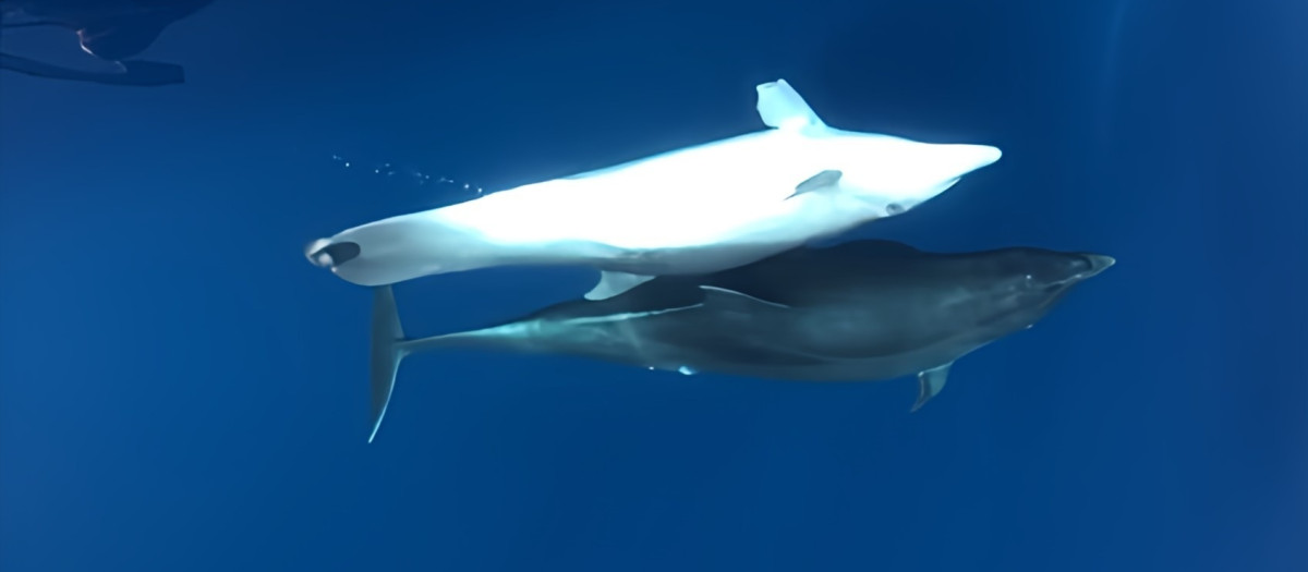 Imagen del delfín con amputaciones hallado en Nules, Castellón