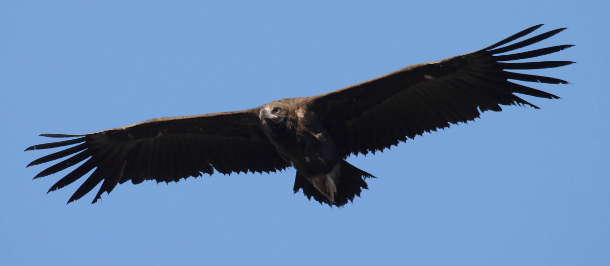 51 aniversario del Refugio de Rapaces de Montejo de la Vega