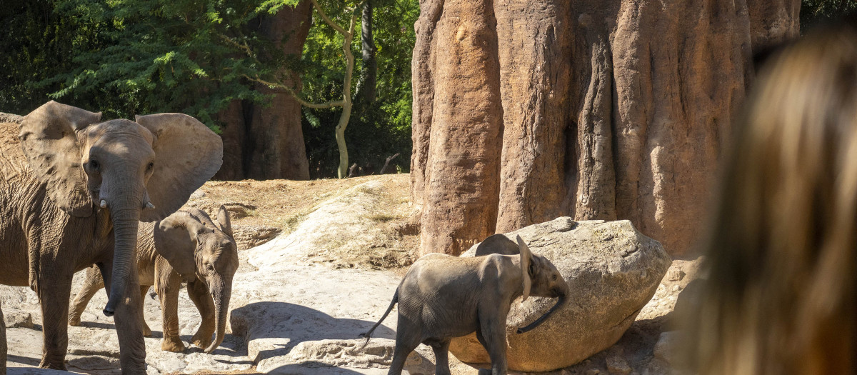 Imagen tomada en Bioparc Valencia