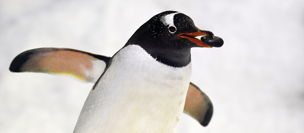 Imagen de archivo de un pingüino