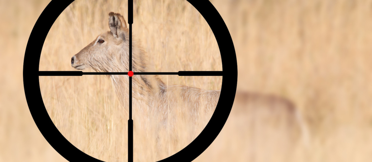 Caza de antílope en Namibia