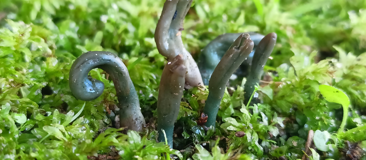 Especie de seta inédita en Galicia encontrada en el Pazo de Mariñán, en Bergondo (A Coruña).

REMITIDA / HANDOUT por DIPUTACIÓN DE A CORUÑA
Fotografía remitida a medios de comunicación exclusivamente para ilustrar la noticia a la que hace referencia la imagen, y citando la procedencia de la imagen en la firma
21/1/2026